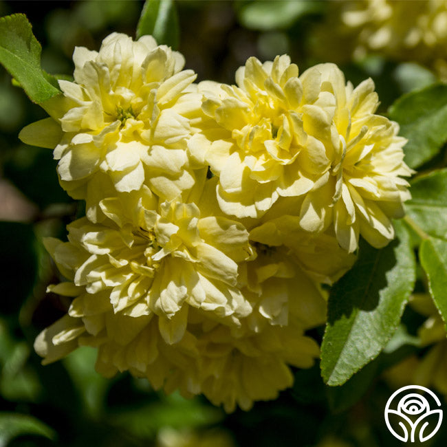 lady banks rose seeds Heirloom Roses Yellow Rose Bush