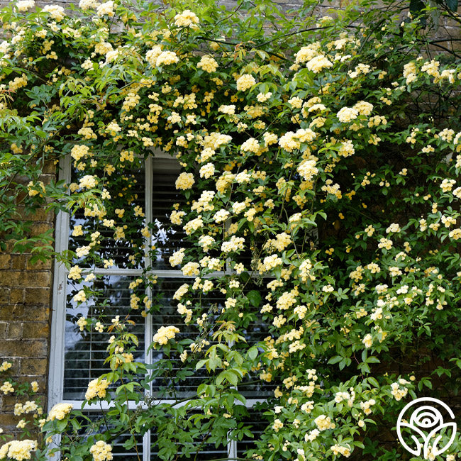 Heirloom Roses Lady Banks - Thumbnail 4