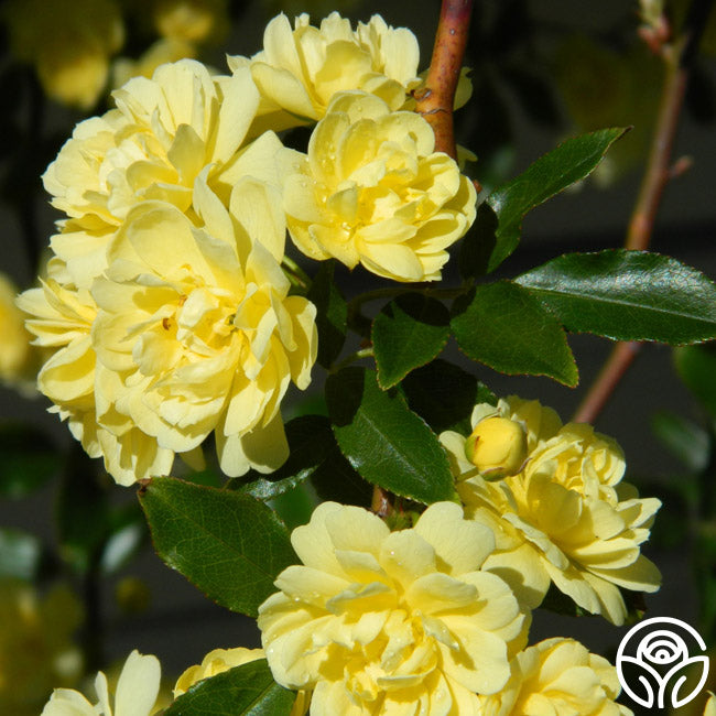 Heirloom Roses Lady Banks Climbing Rose