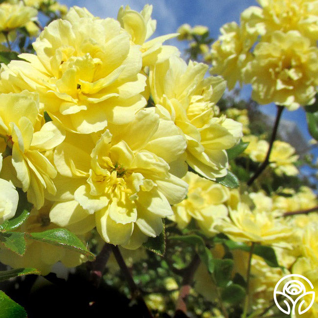 Lade Banks Roses Lady Banks | Yellow Climbing Rose Bush – Heirloom
