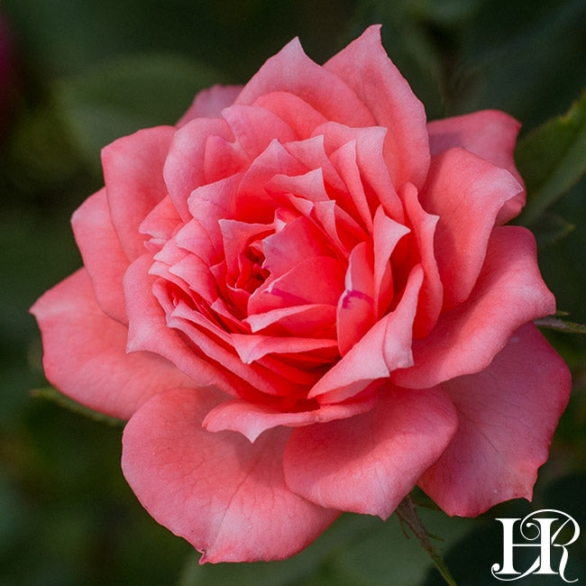 Lady Eve – Heirloom Roses