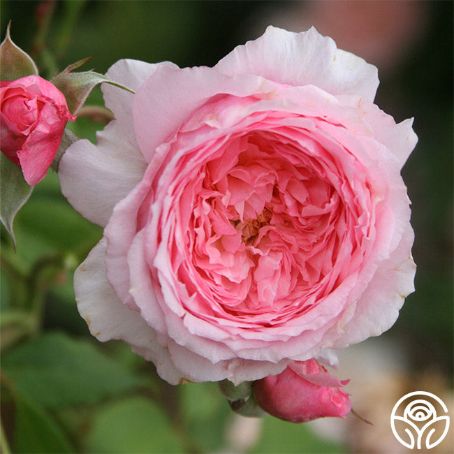 Lady Heirloom Shrub Rose | Fragrant Rose Bush – Heirloom Roses
