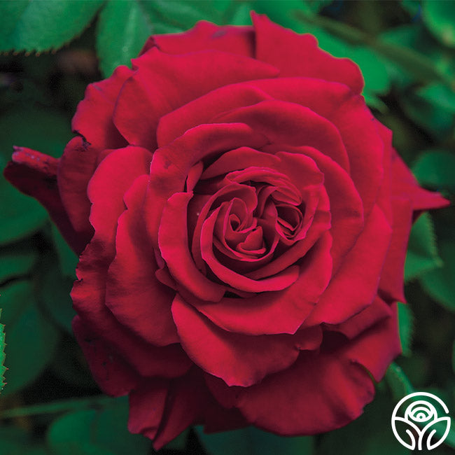 Lady In Red™ | Red Climbing Roses Rose Bush – Heirloom Roses