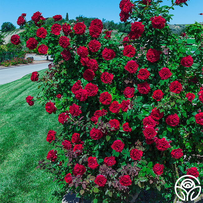 Lady In Red™ – Heirloom Roses