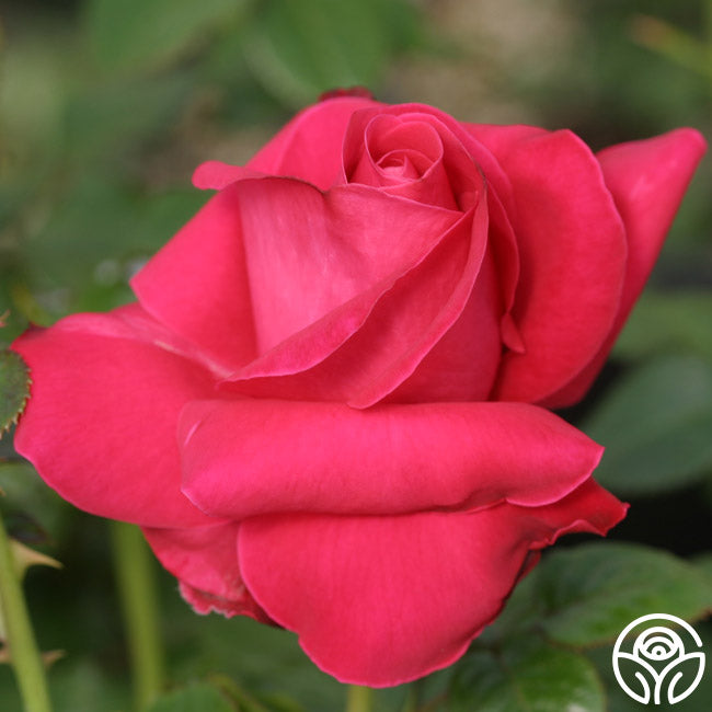 Lady Mitchell Hybrid Tea Rose | Fragrant Rose Plant – Heirloom Roses