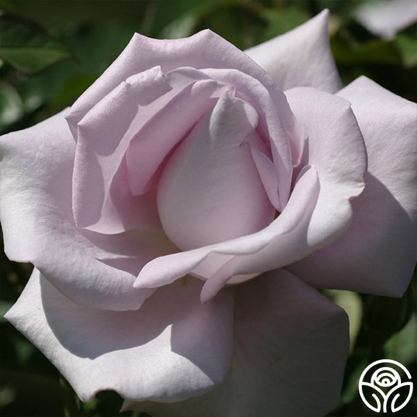 Lagerfeld Rose - Grandiflora - Very Fragrant – Heirloom Roses