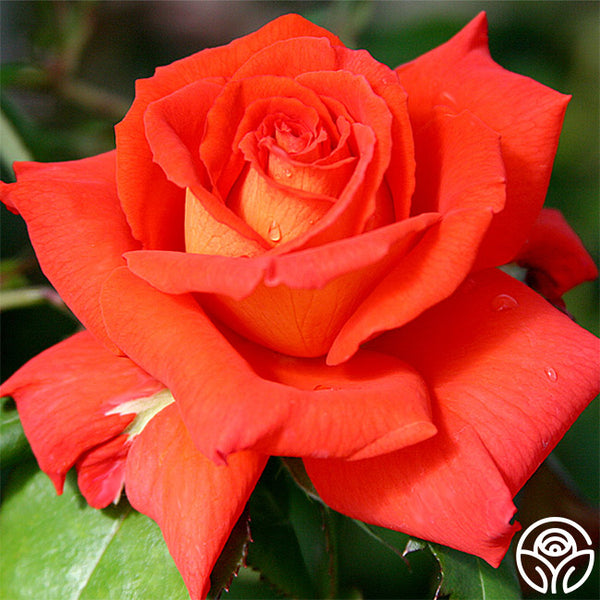 Las Vegas Hybrid Tea Rose | Orange Rose Bush – Heirloom
