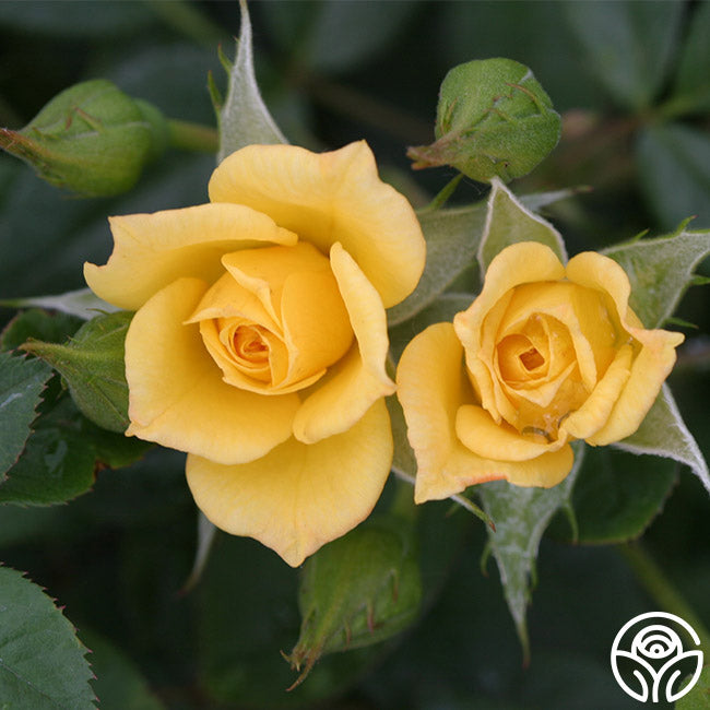 Laura Ford Rose - - Lightly Fragrant – Heirloom Roses