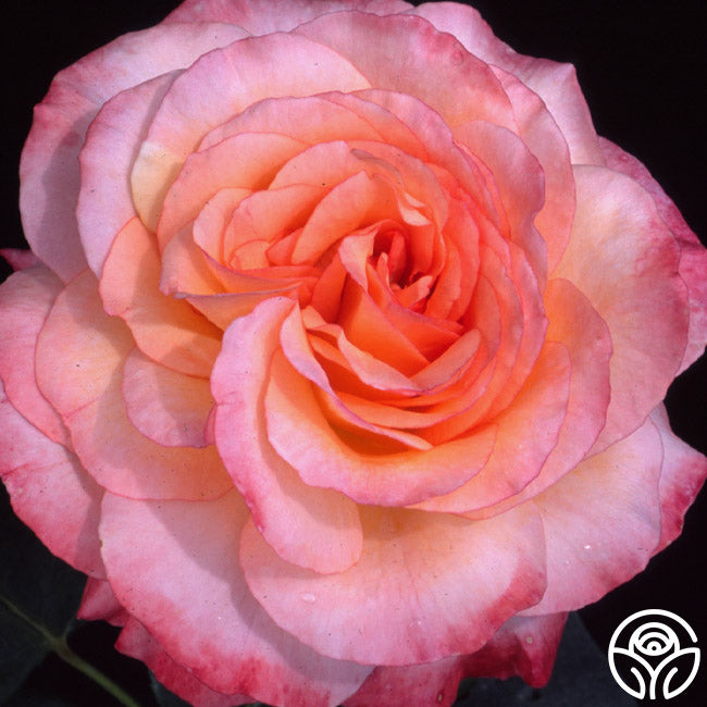 Laura Shrub Rose | Colorful Rose Plant – Heirloom Roses
