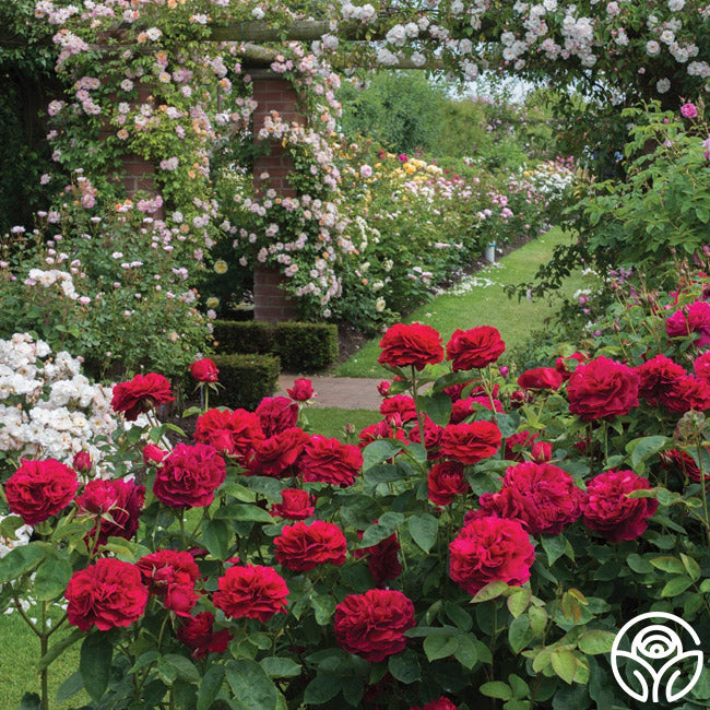 L.D. Braithwaite Rose - David Austin - Very Fragrant – Heirloom