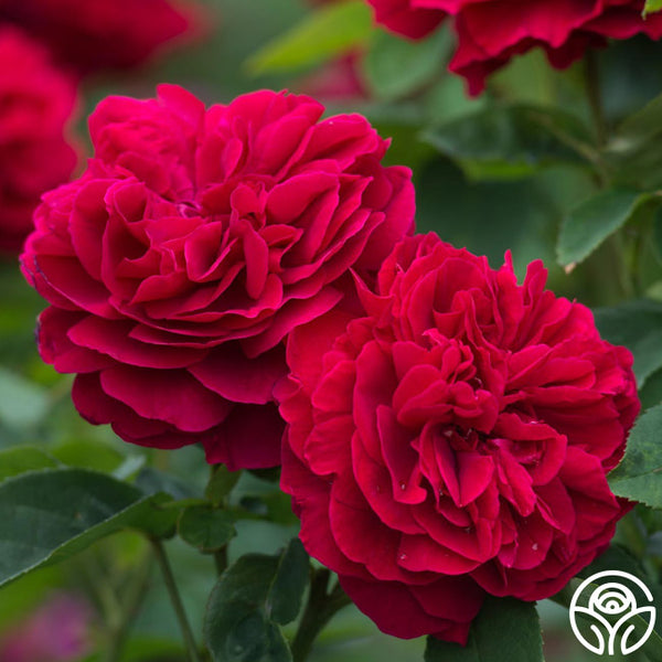 L.D. Braithwaite Rose - David Austin - Very Fragrant – Heirloom