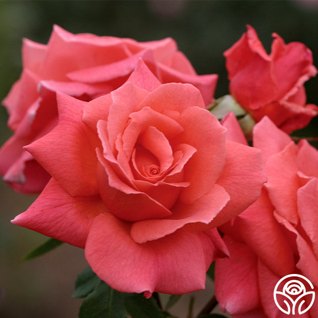 Leaping Salmon Climbing Rose | Apricot Rose Bush – Heirloom