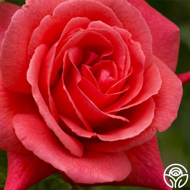 Salom Roses Leaping Salmon Rose - Climbing Roses - Moderately Fragrant – Heirloom Roses