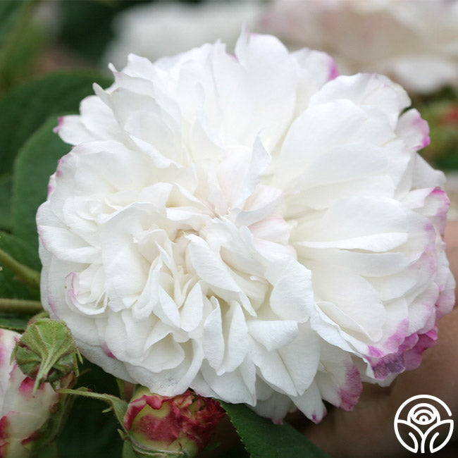 Lledo Roses Leda Rose - Damasks - Very Fragrant – Heirloom Roses