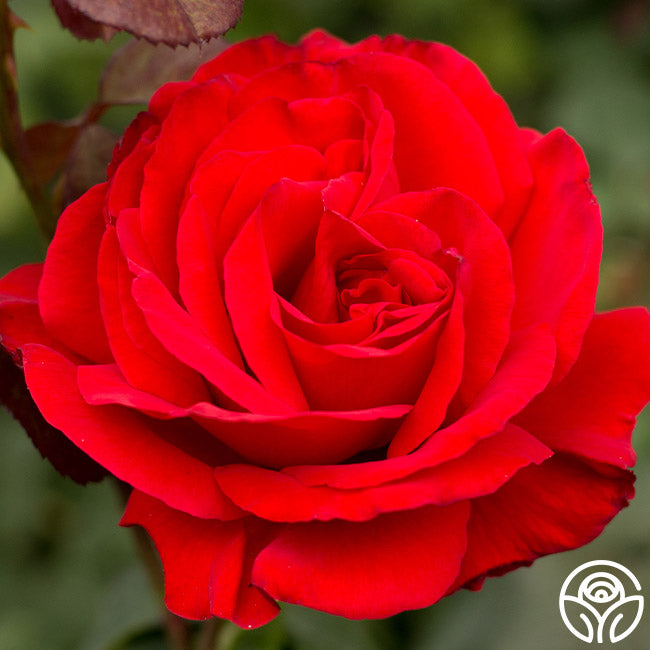 Legends Hybrid Tea Rose | Red Rose Bush – Heirloom