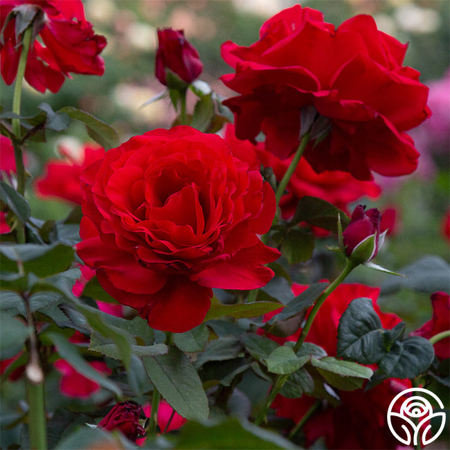 Legends Hybrid Tea Rose | Red Rose Bush – Heirloom
