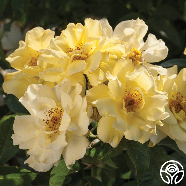 Lemon Drift Groundcover Rose | Yellow Rose Plant – Heirloom