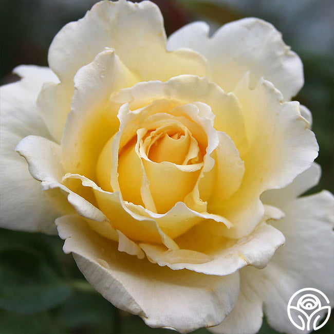 Lemon Roses Images Lemon Spice Rose - Hybrid Tea - Very Fragrant – Heirloom Roses