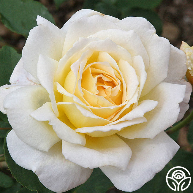 Lemon Coloured Roses Lemon Spice Rose - Hybrid Tea - Very Fragrant – Heirloom Roses