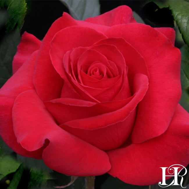 Let Freedom Ring Heirloom Roses Let freedom ring heirloom roses