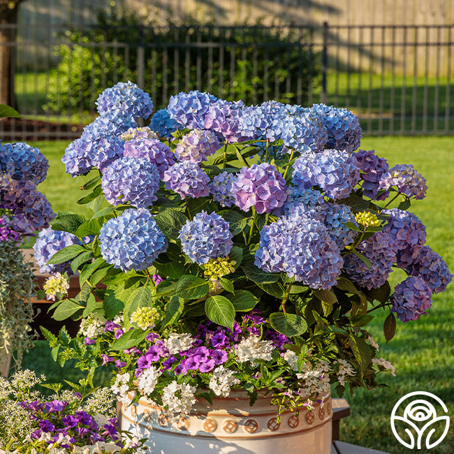 Let's Dance Blue Jangles® – Heirloom Roses