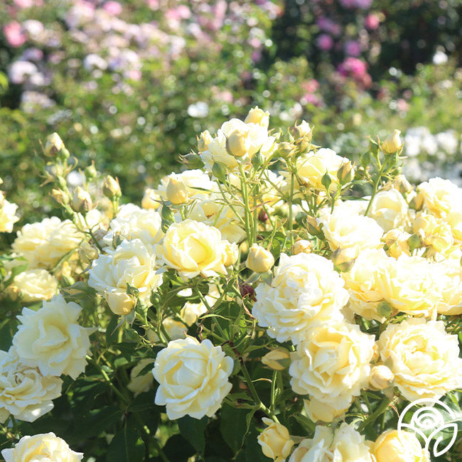 indoor yellow rose plant Light Of Day Floribunda Rose