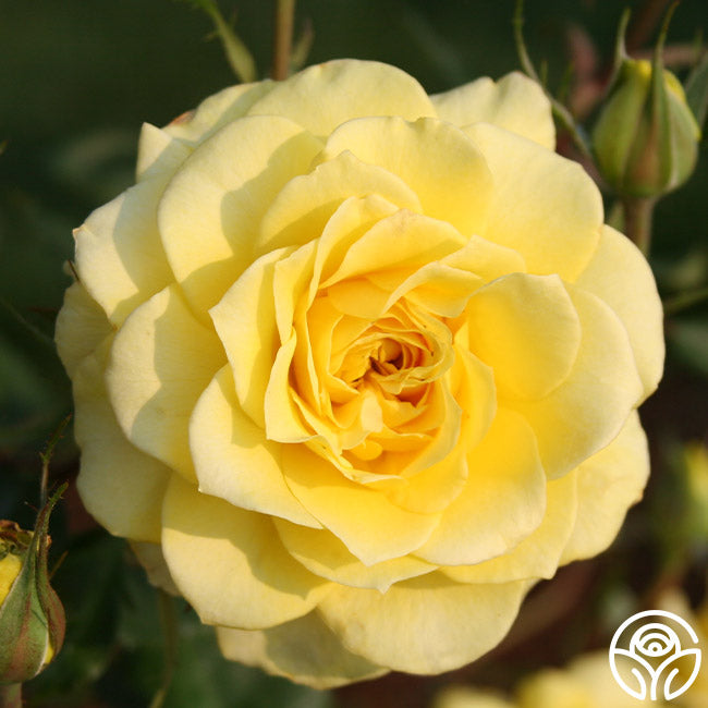 Lime Roses Limelight – Heirloom Roses