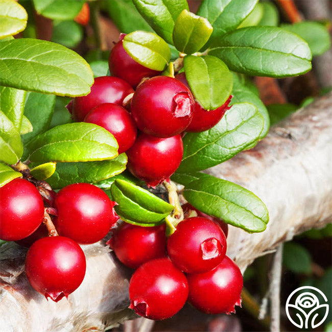 Lingon Berry Bush