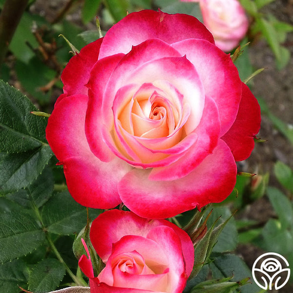 lipstick-n-lace_grande.jpg?v=