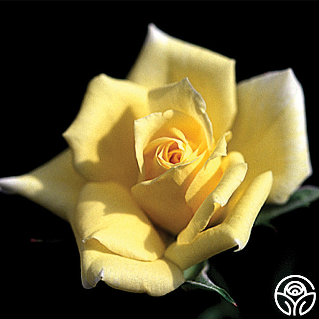 Litton Roses Little Linda – Heirloom