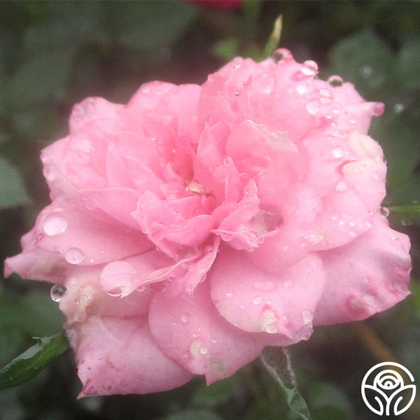 little-sister_grande.jpg?v=