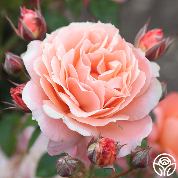 Loretta Lynn Van Lear – Heirloom Roses