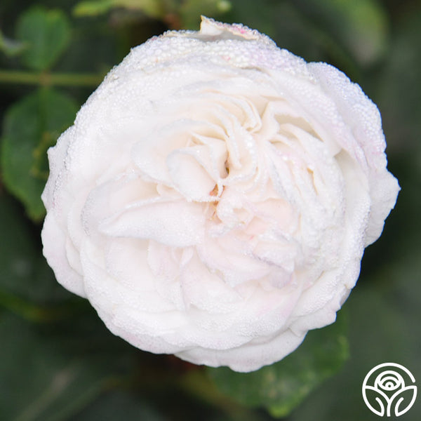 Louise d' Arzens Noisettes Rose | Fragrant Rose Bush – Heirloom