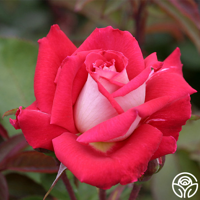 Love Rose - Grandiflora - Lightly Fragrant – Heirloom Roses