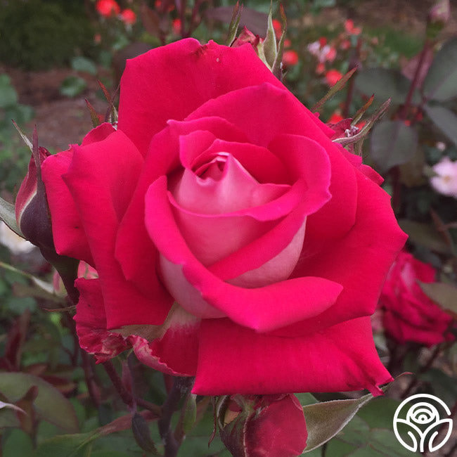 Love Rose - Grandiflora - Lightly Fragrant – Heirloom Roses