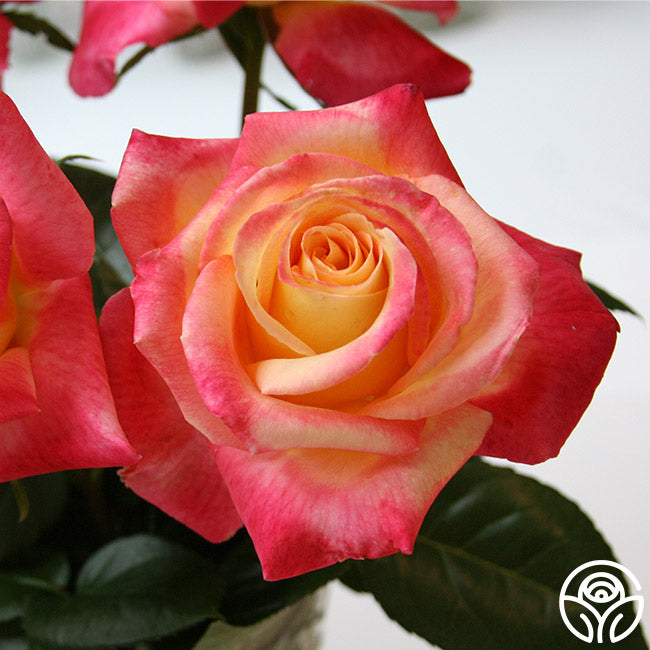 Love & Peace Hybrid Tea Rose | Colorful Rose Plant – Heirloom Roses