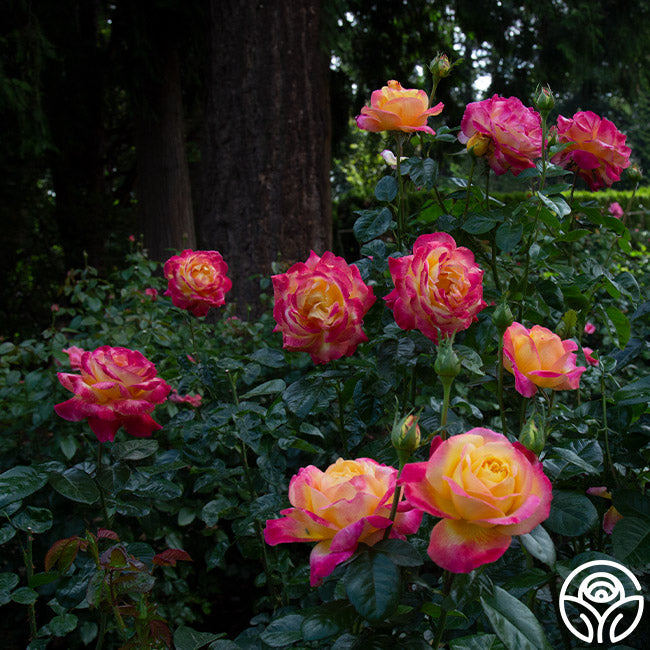 Two Peace Roses Love And Peace Rose