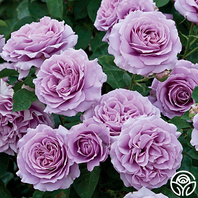 Love Song Rose - Floribunda - Moderately Fragrant – Heirloom Roses