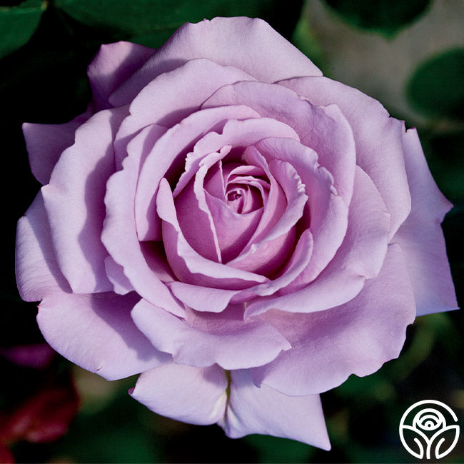 Love Song Rose - Floribunda - Moderately Fragrant – Heirloom Roses