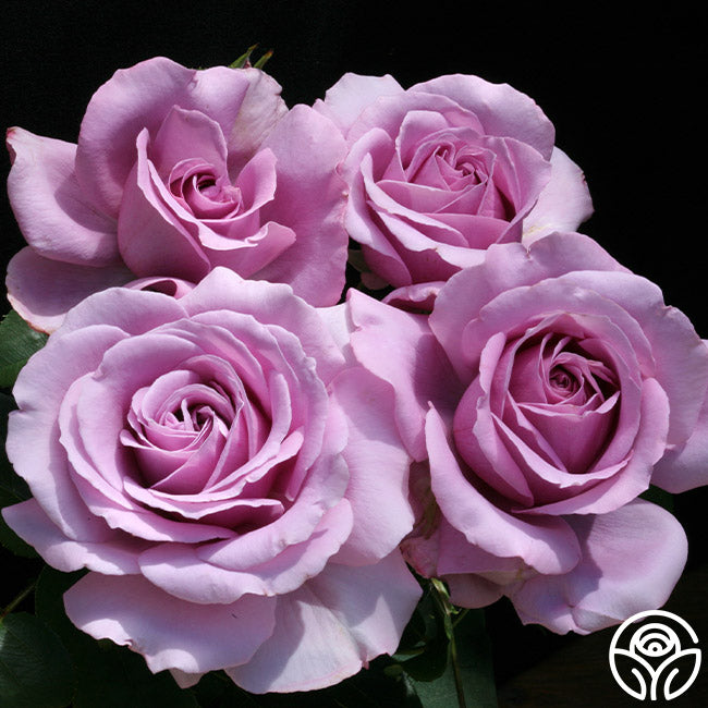 Love Song Rose - Floribunda - Moderately Fragrant – Heirloom Roses