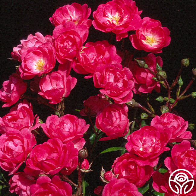 Lovely Fairy Rose - Polyantha - Lightly Fragrant – Heirloom Roses