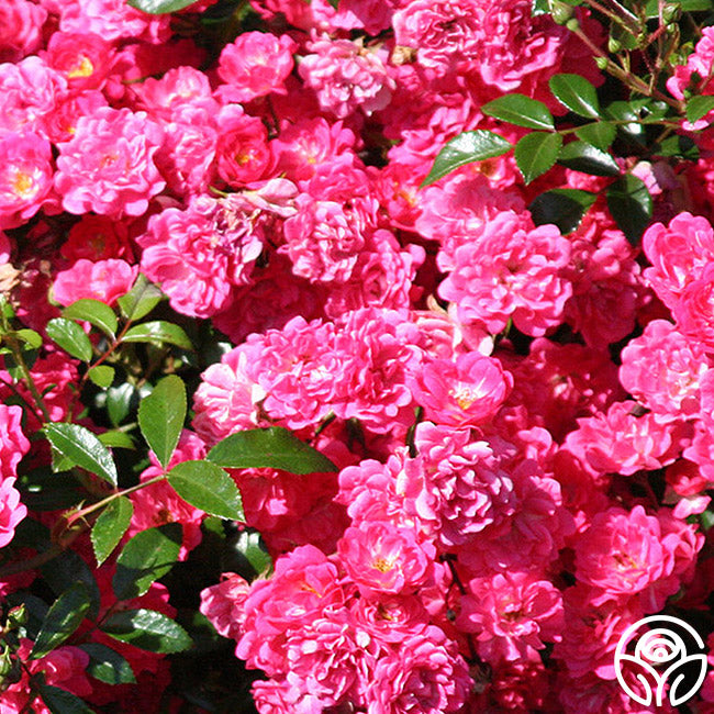 Fariry Roses Lovely Fairy Rose - Polyantha - Lightly Fragrant – Heirloom Roses