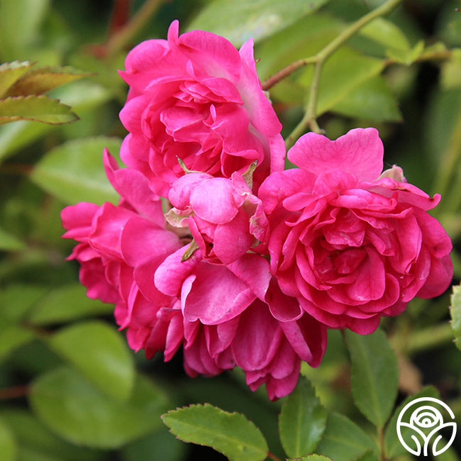 Rose様6枚 Lovely Fairy Polyantha Rose | Pink Rose Bush – Heirloom