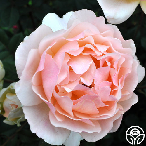 Lovesong Shrub Rose