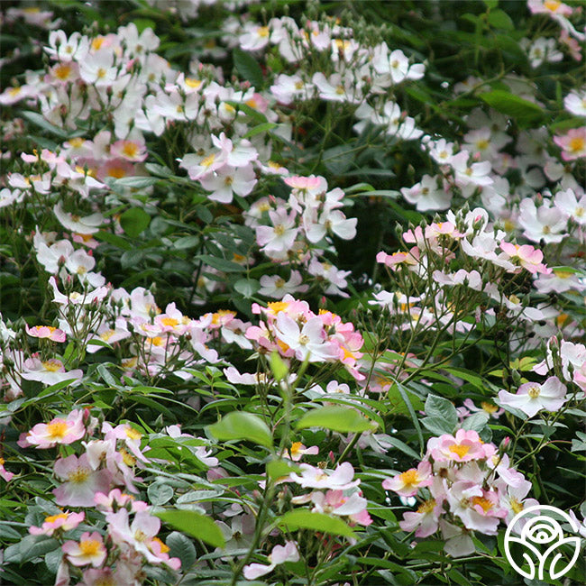 Lyda Rose Rose - Shrub - Exceptionally Fragrant – Heirloom Roses