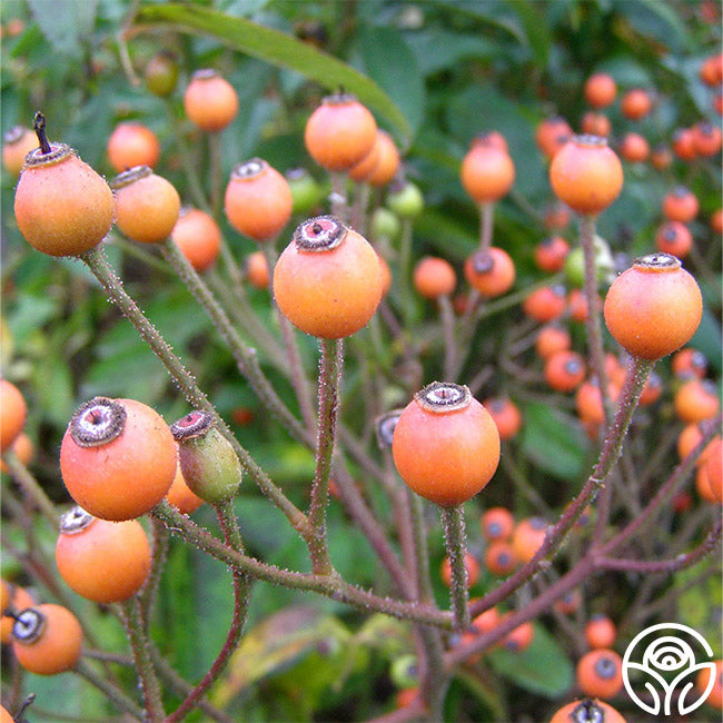 Lyda Rose Rose - Shrub - Exceptionally Fragrant – Heirloom Roses