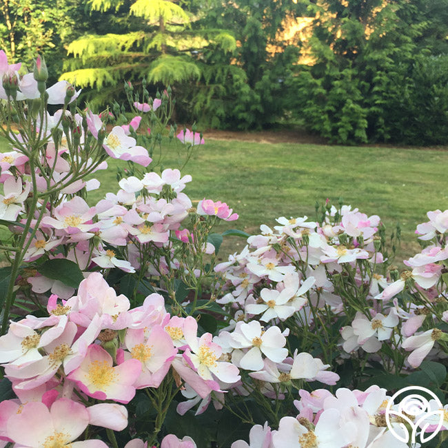 Lyda Rose Rose - Shrub - Exceptionally Fragrant – Heirloom Roses