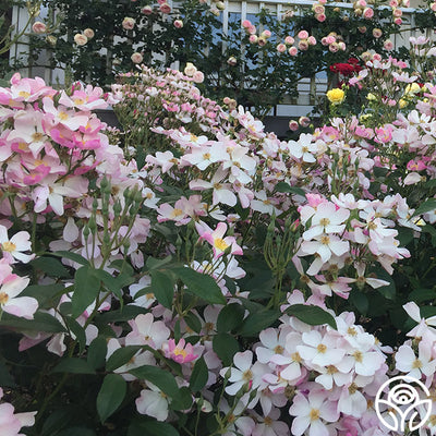 Lyda Rose Rose - Shrub - Exceptionally Fragrant – Heirloom Roses