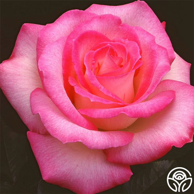 Lynn Anderson Rose - Hybrid Tea - Lightly Fragrant – Heirloom Roses