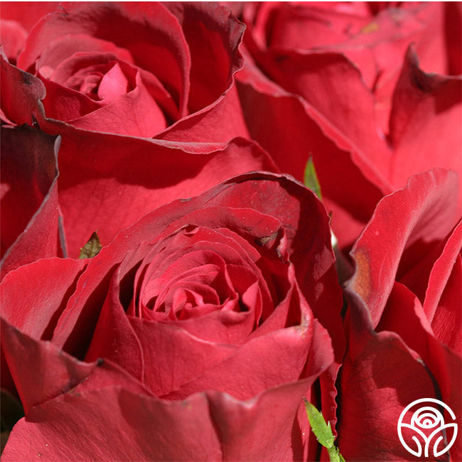 Madame Delbard Rose - Hybrid Tea - – Heirloom Roses
